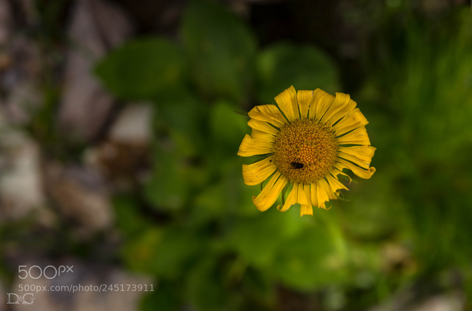 Sony SLT-A99V sample photo. Alpenblume - 06 photography