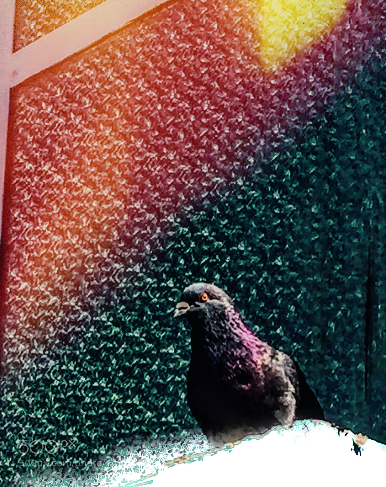Apple iPhone 6 sample photo. Darkr animal photography