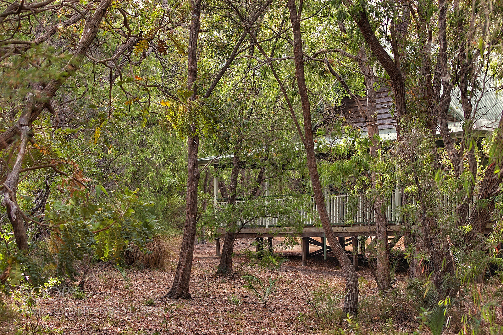 Pentax K100D sample photo. Forest cabin photography