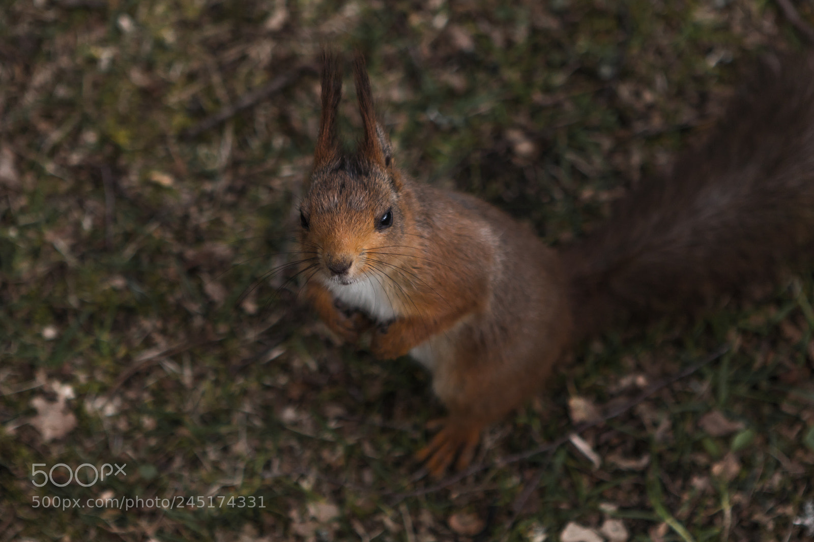 Canon EOS 7D Mark II sample photo. Hey little fella! photography
