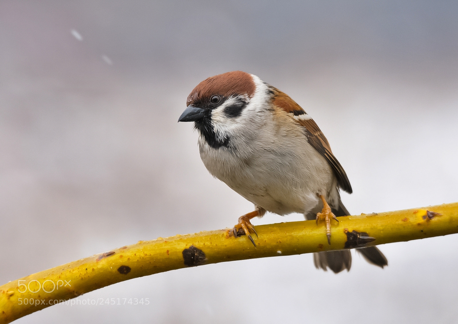 Nikon D7200 sample photo. Tree - sparrow photography