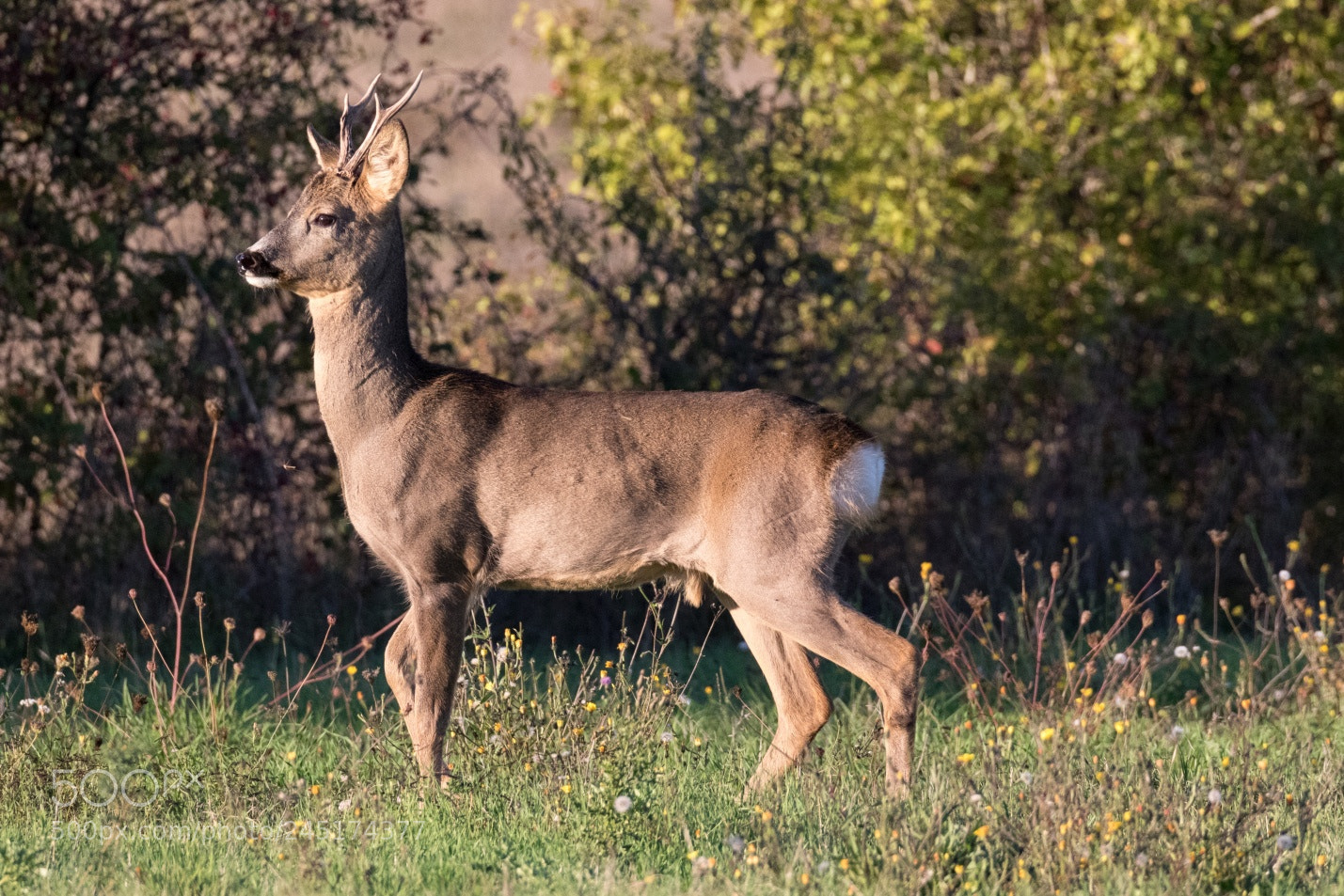 Canon EOS 7D Mark II sample photo. Roebuck photography