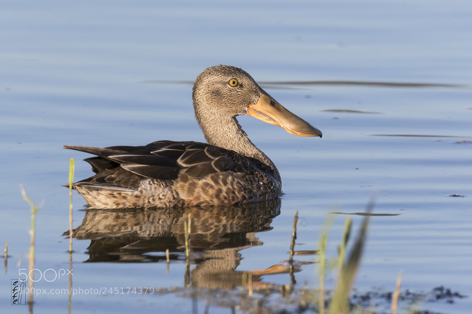 Canon EOS 7D Mark II sample photo. Northern shoveler (female) photography