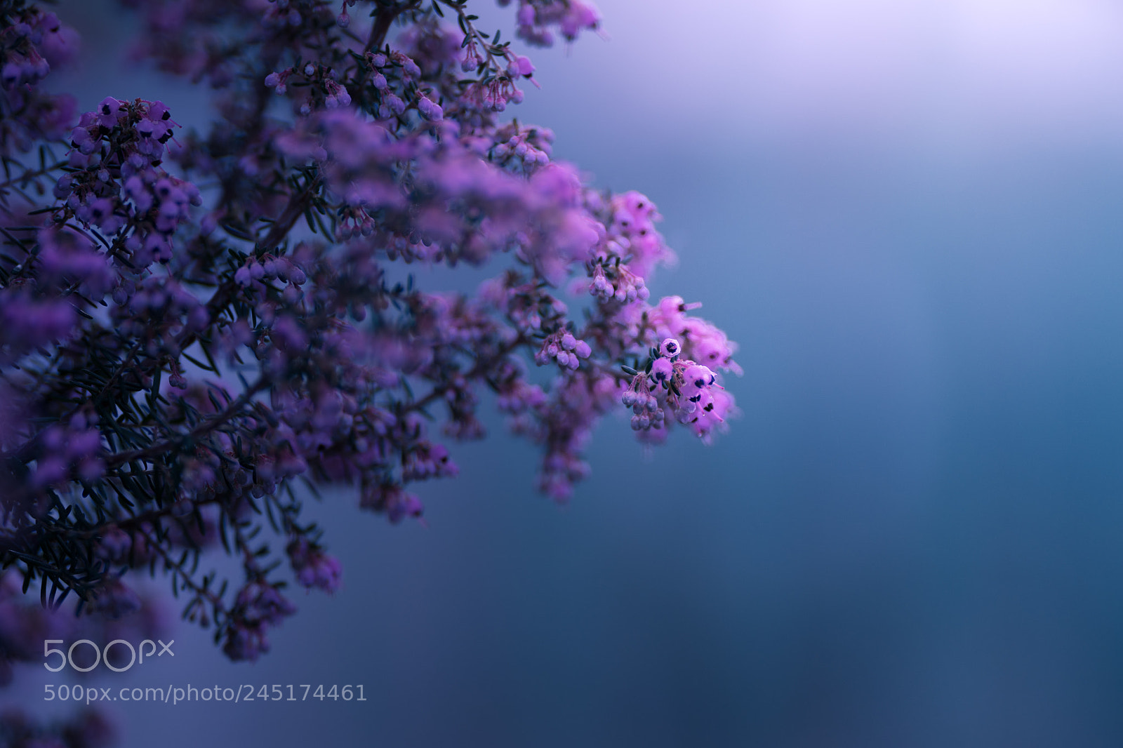 Sony a7 II sample photo. ＊＊＊ photography