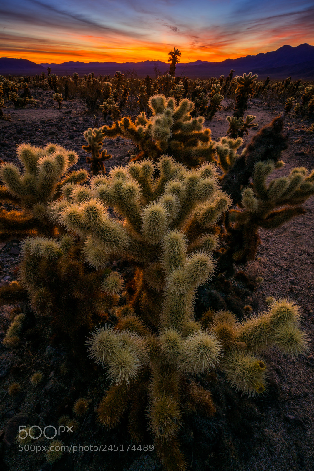 Sony a7R II sample photo. Cholla sunrise photography