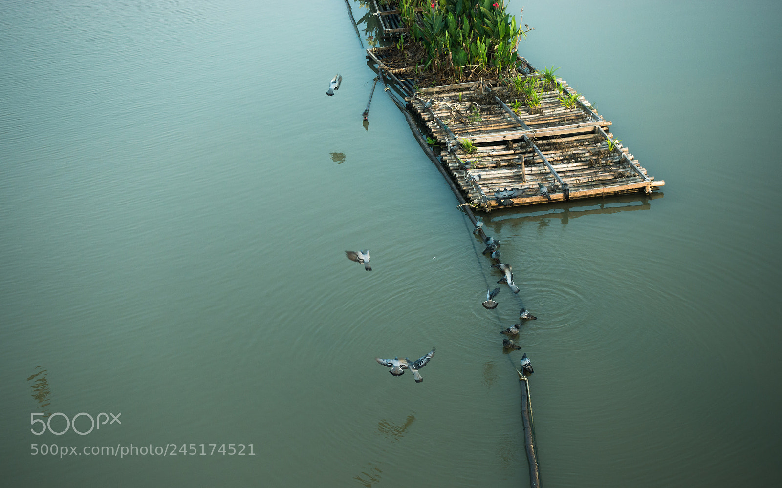 Sony DSC-RX100M5 sample photo. Line of thirsty bird photography