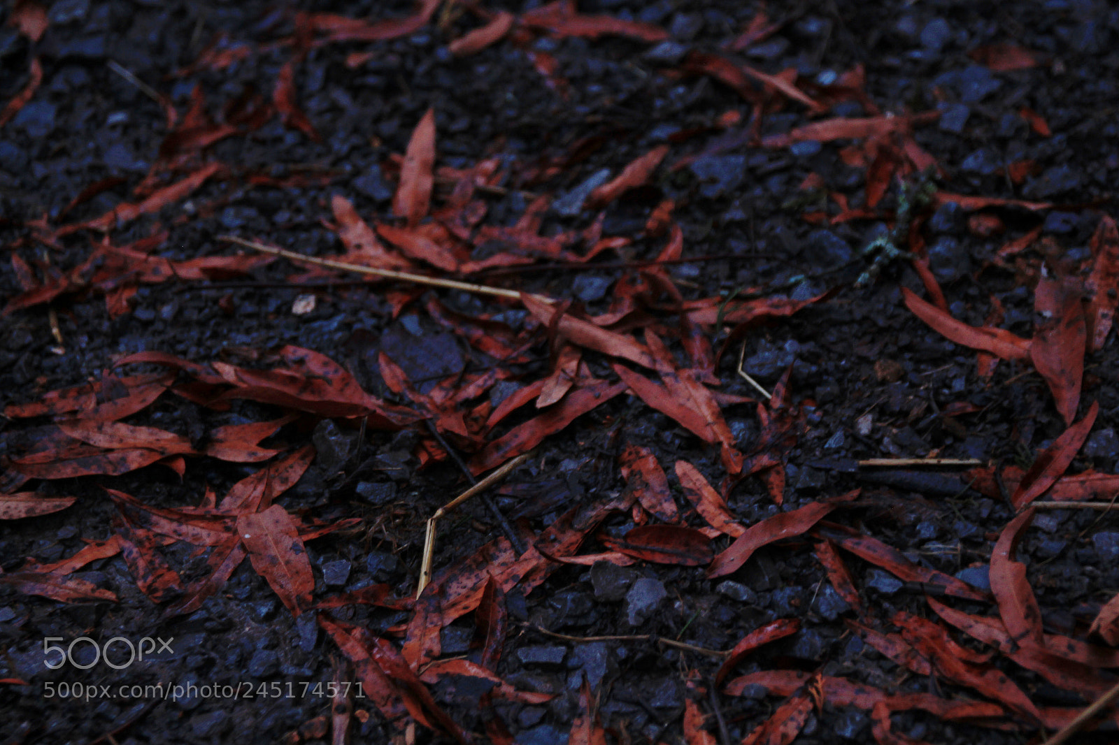 Canon EOS 650D (EOS Rebel T4i / EOS Kiss X6i) sample photo. Autumn leaves photography