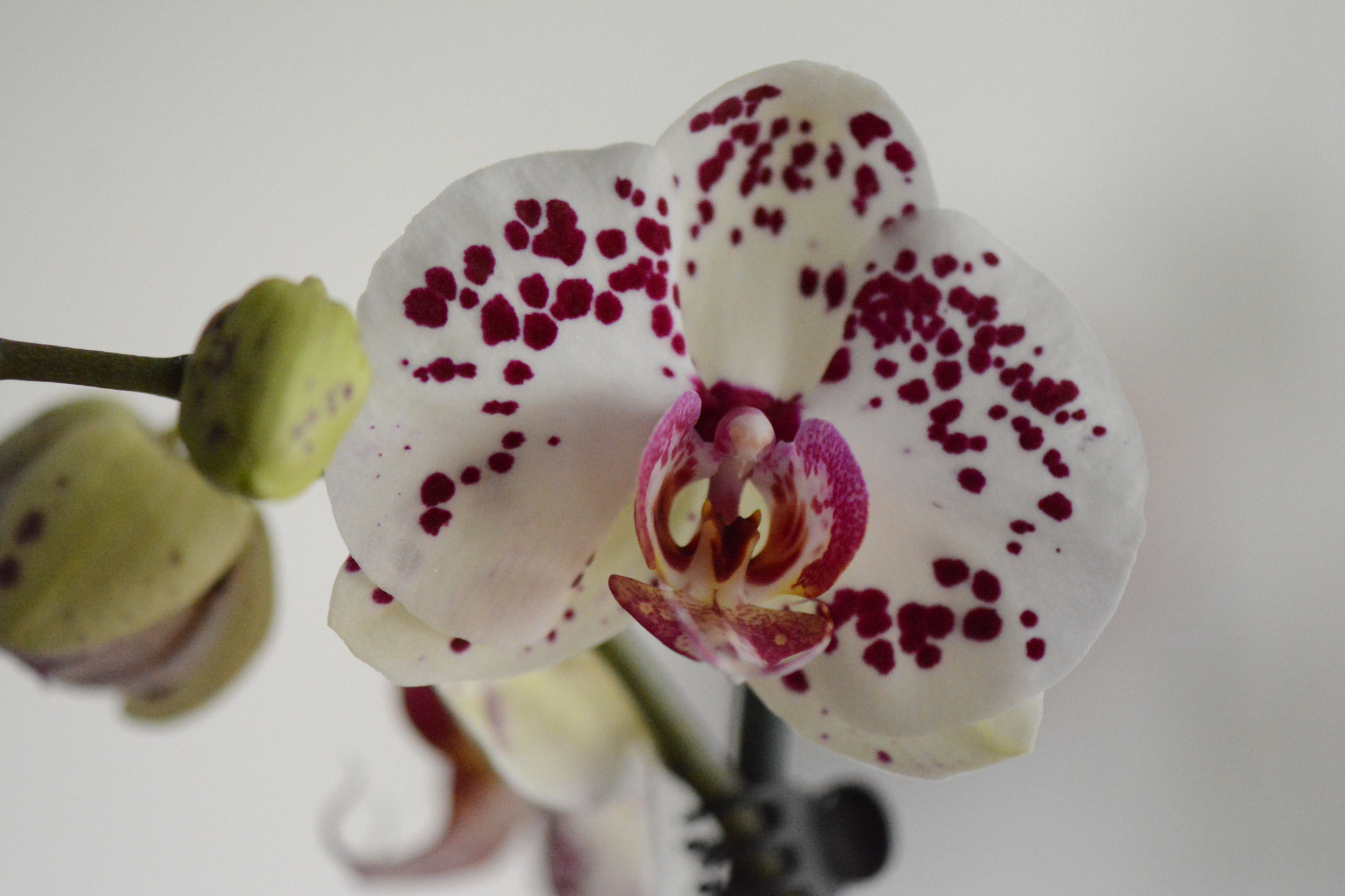 Nikon AF-S Micro-Nikkor 105mm F2.8G IF-ED VR sample photo. Orchids in my home photography