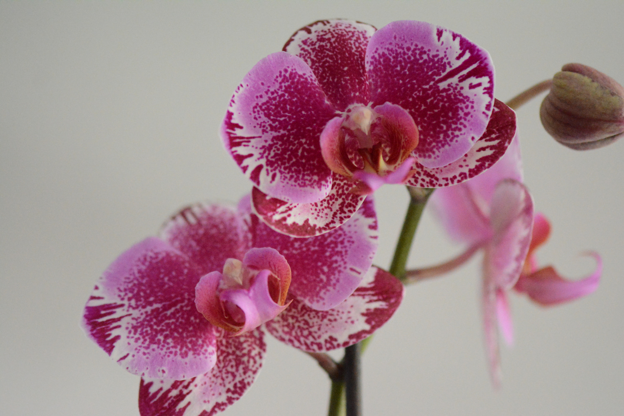Nikon AF-S Micro-Nikkor 105mm F2.8G IF-ED VR sample photo. Orchids in my home photography