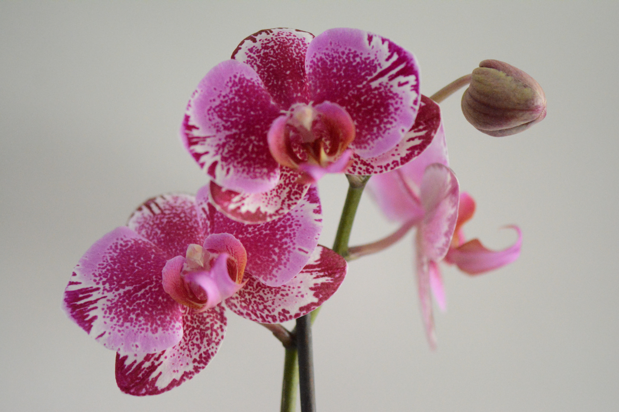 Nikon AF-S Micro-Nikkor 105mm F2.8G IF-ED VR sample photo. Orchids in my home photography