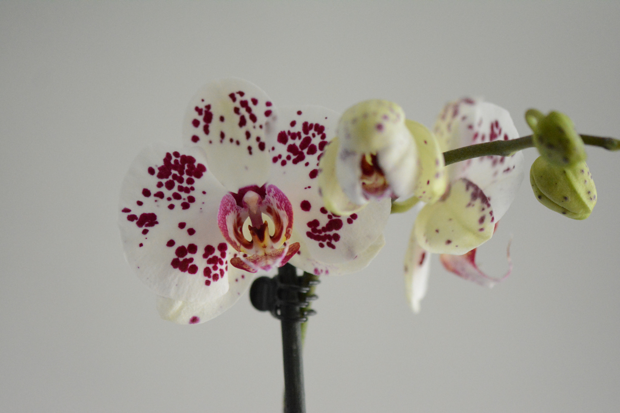 Nikon AF-S Micro-Nikkor 105mm F2.8G IF-ED VR sample photo. Orchids in my home photography