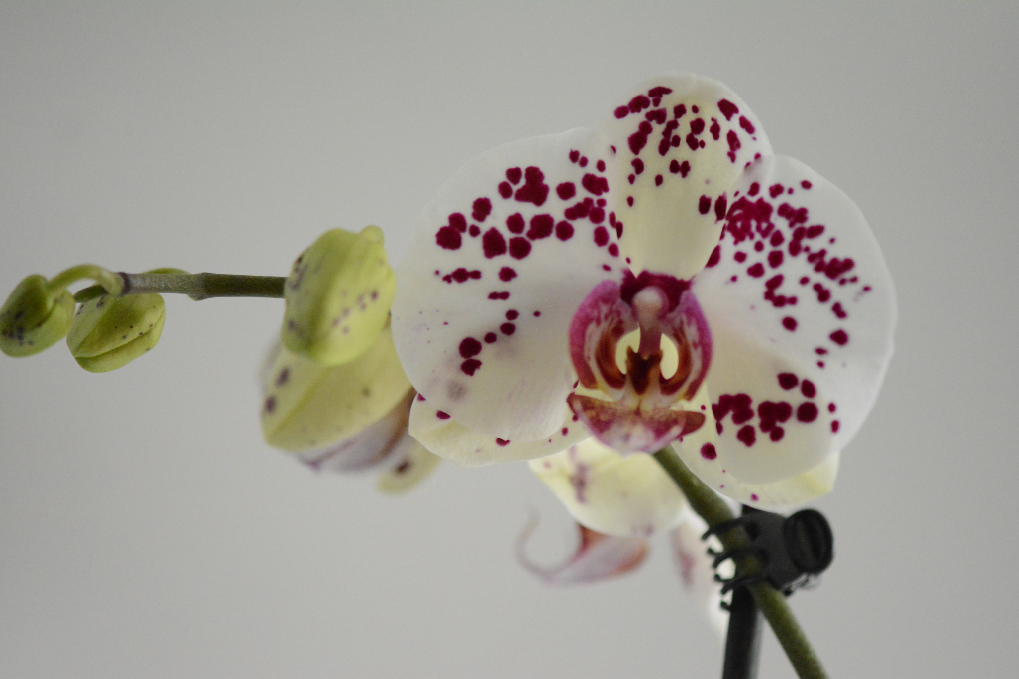 Nikon AF-S Micro-Nikkor 105mm F2.8G IF-ED VR sample photo. Orchids in my home photography
