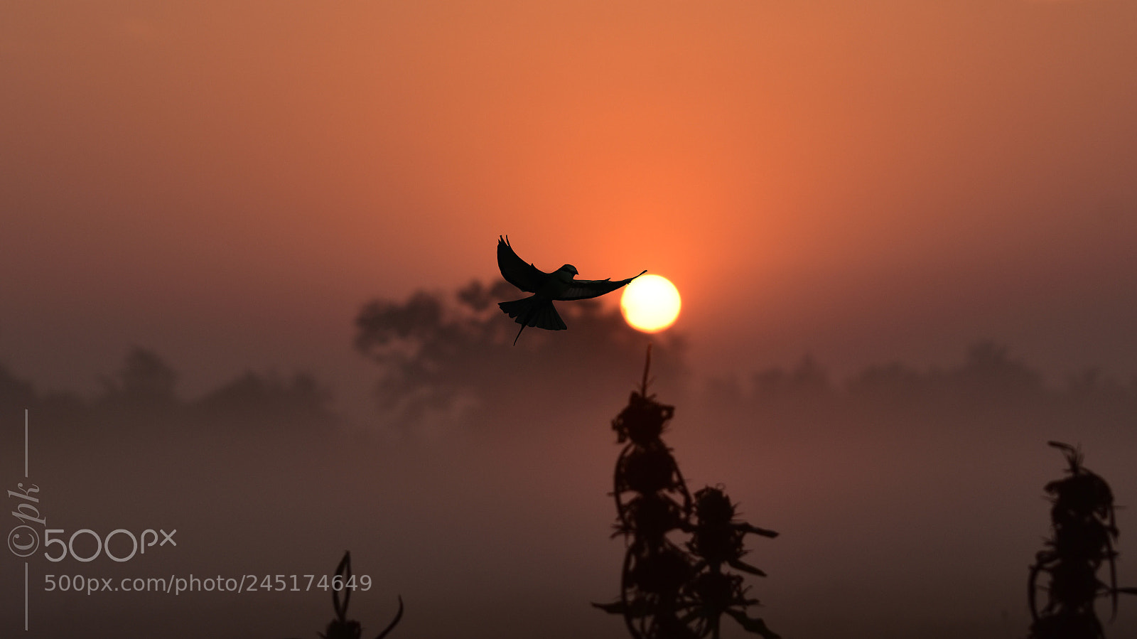 Nikon D7200 sample photo. Silhouette photography