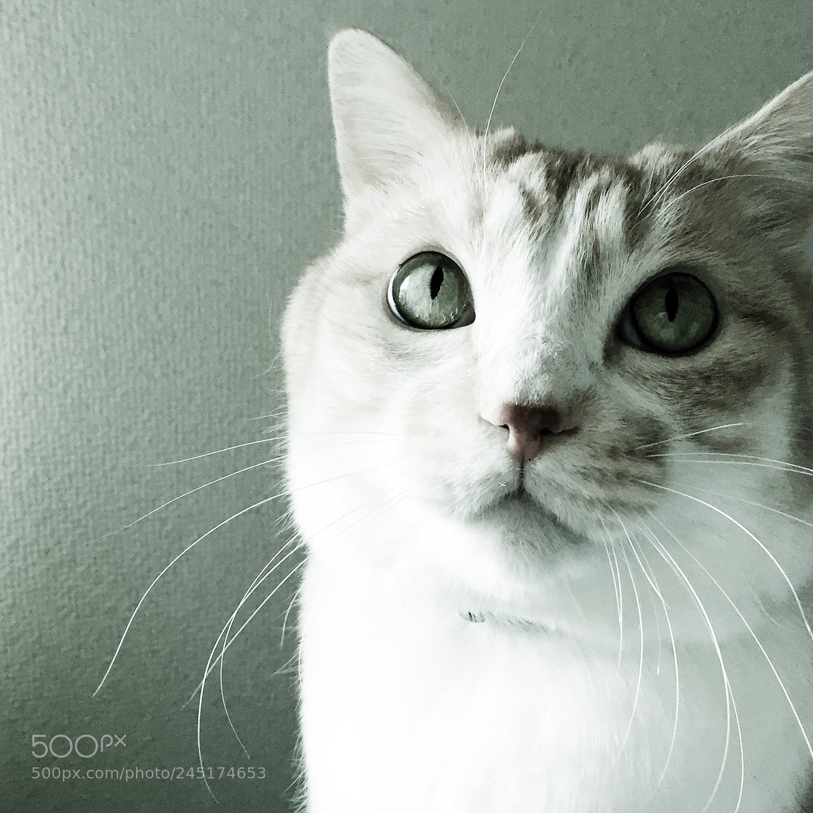 Apple iPhone 6 sample photo. My beloved cat. photography