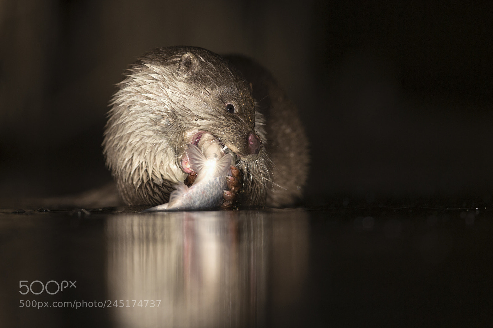 Canon EOS-1D X sample photo. Otter photography