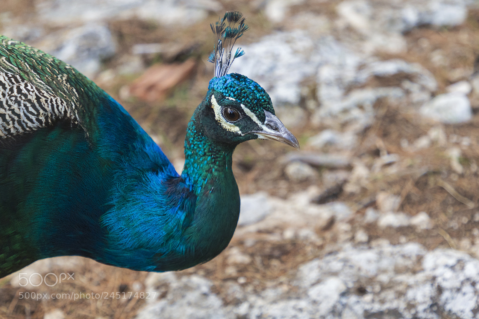 Canon EOS 760D (EOS Rebel T6s / EOS 8000D) sample photo. Portrait of a peacock photography