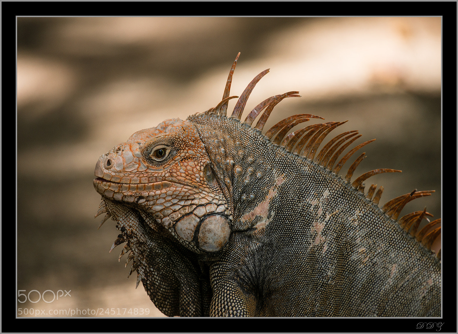 Nikon D610 sample photo. Iguane photography