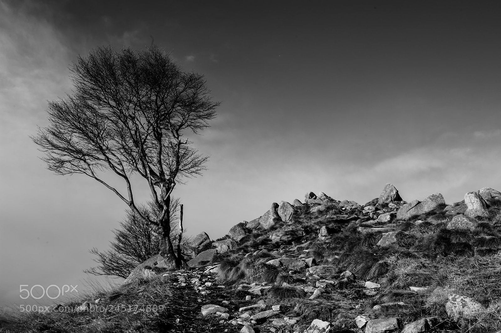 Nikon D3S sample photo. Tree photography