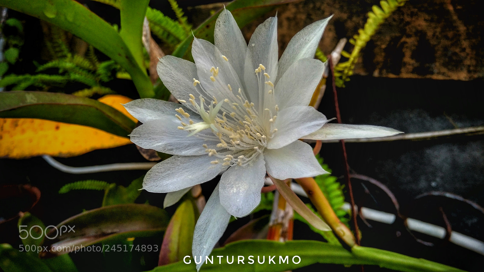 Xiaomi Redmi 4 Pro sample photo. Orchid photography