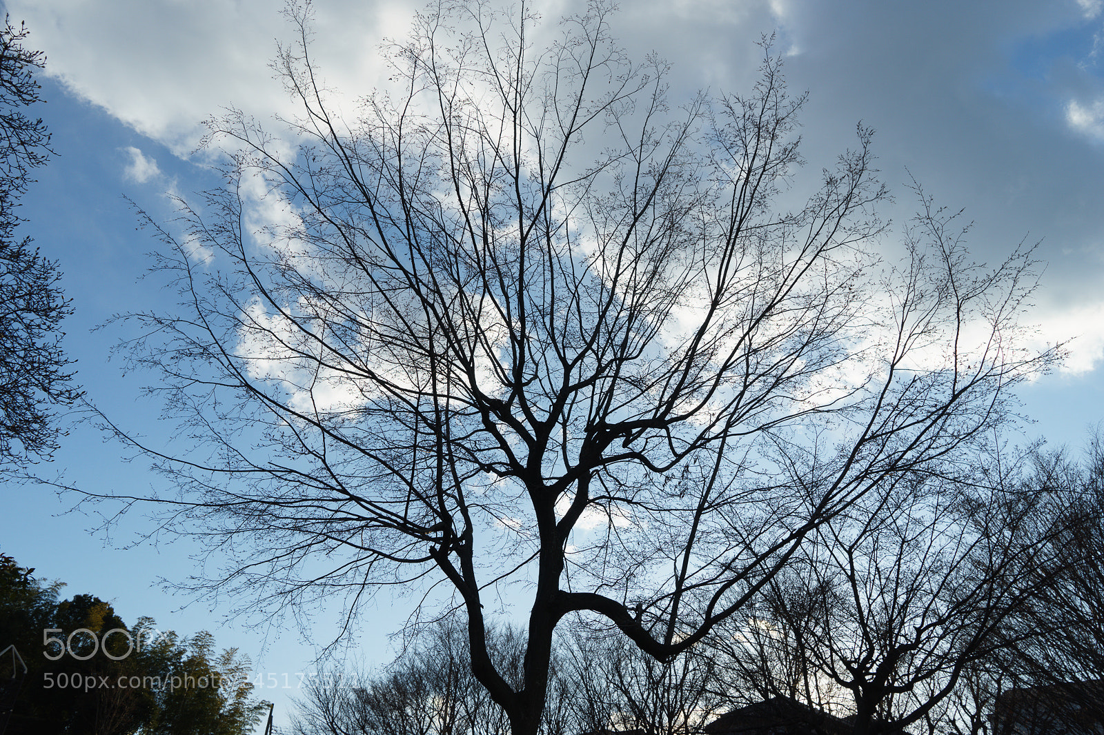 Sony a7 II sample photo. Tree photography