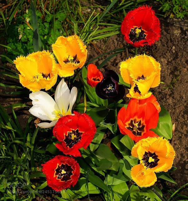 Sony SLT-A99V sample photo. Flowers photography