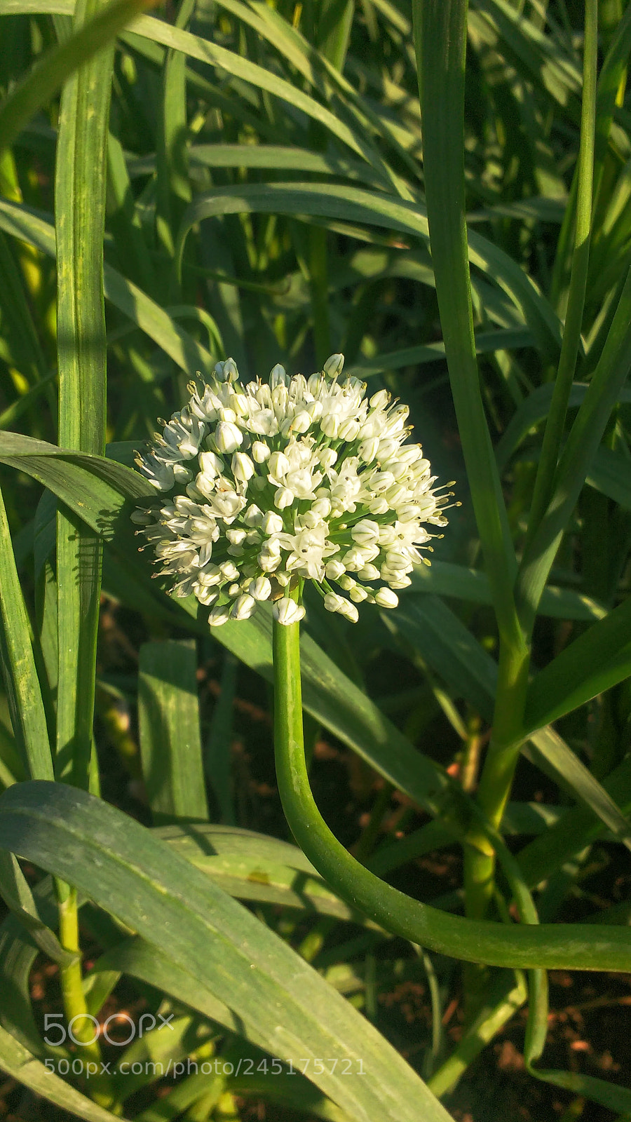 Motorola MotoG3 sample photo. White round flower photography