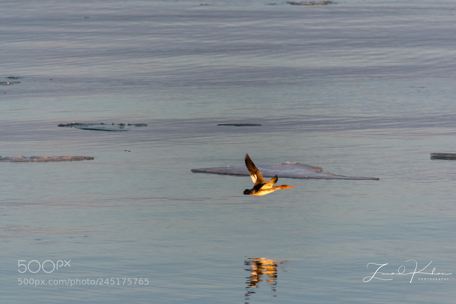 Nikon D3400 sample photo. Merganser in flight photography