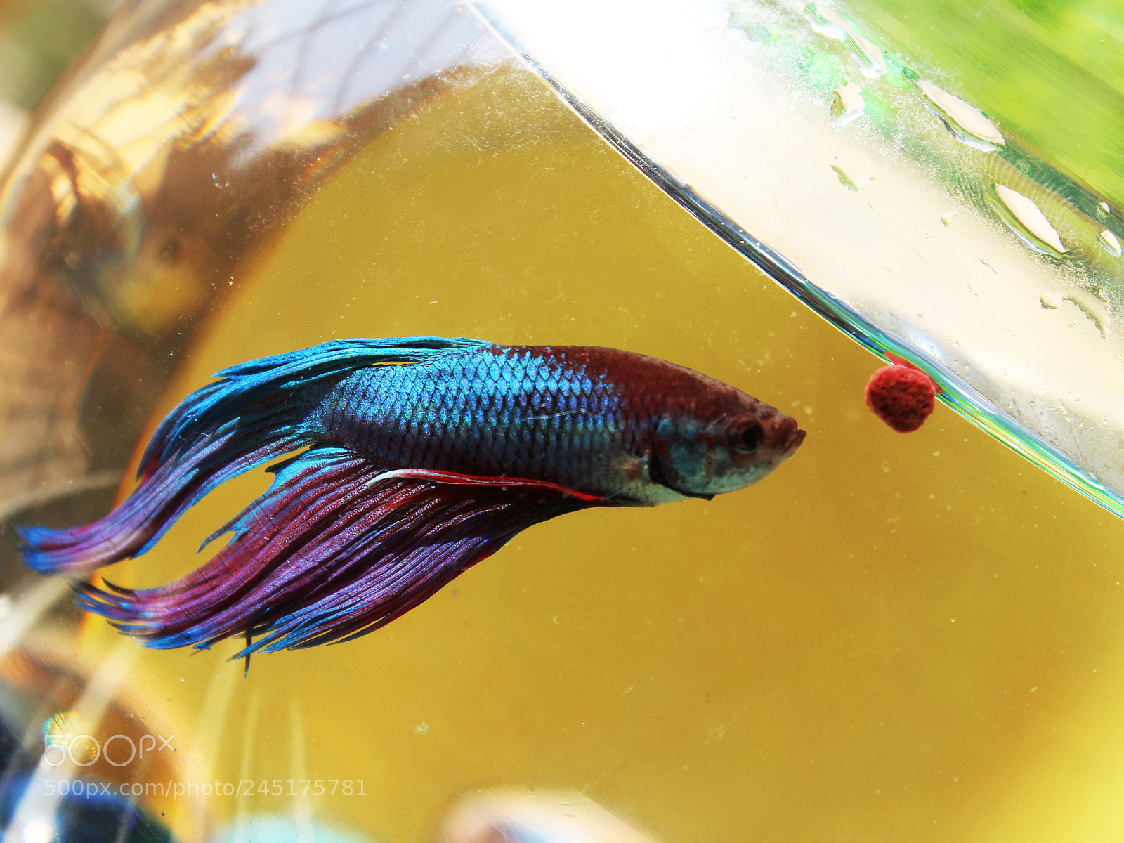Canon EOS 1200D (EOS Rebel T5 / EOS Kiss X70 / EOS Hi) sample photo. Feeding goal photography