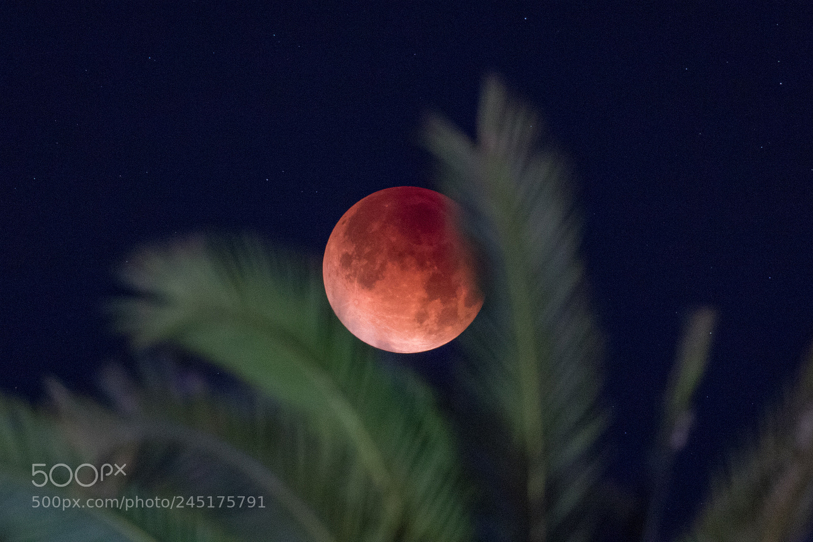 Canon EOS 7D Mark II sample photo. Socal super blue bloodmoon photography