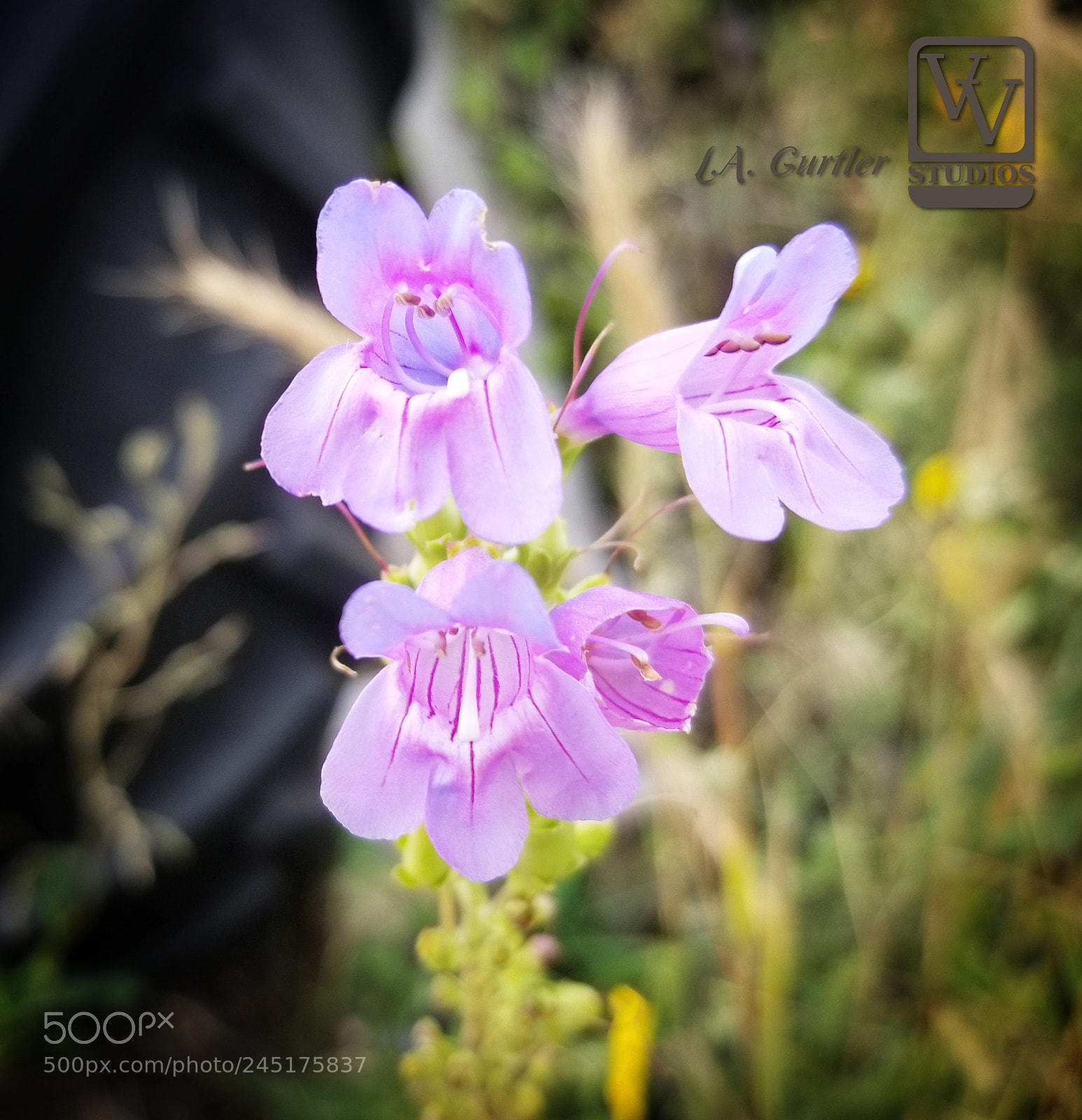 Samsung Galaxy S8 sample photo. One sided penstemon photography