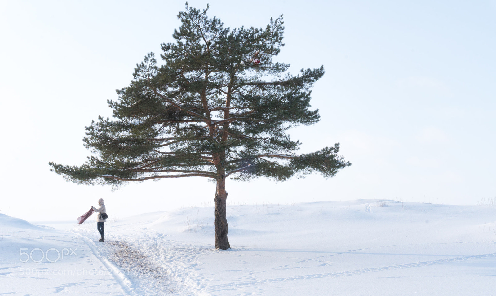 Sony a6300 sample photo. "the winter guest" photography