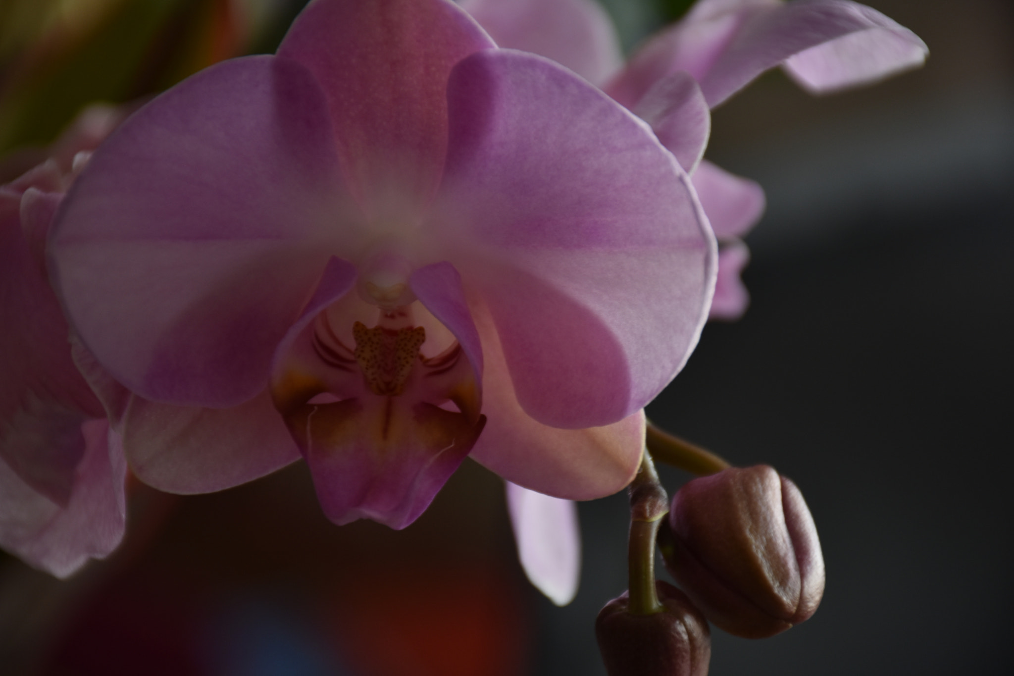 Nikon D3400 sample photo. Orchid ... photography