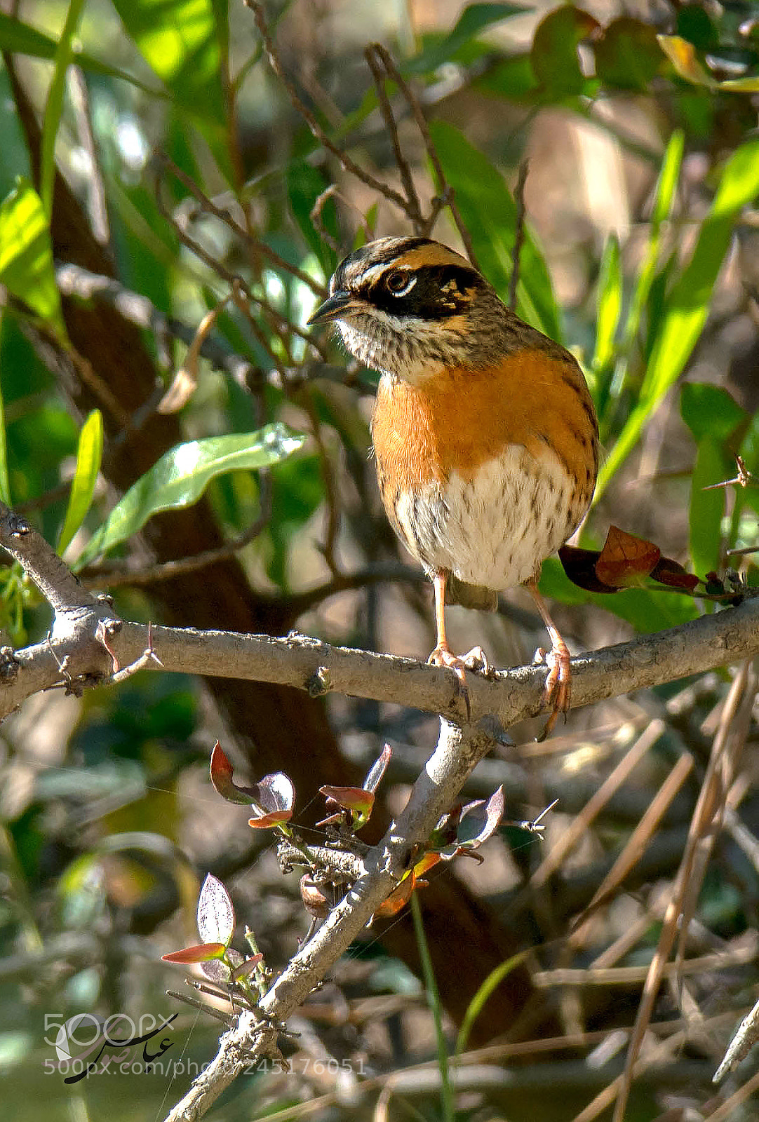 Nikon D7100 sample photo. Rufous breasted accentor photography