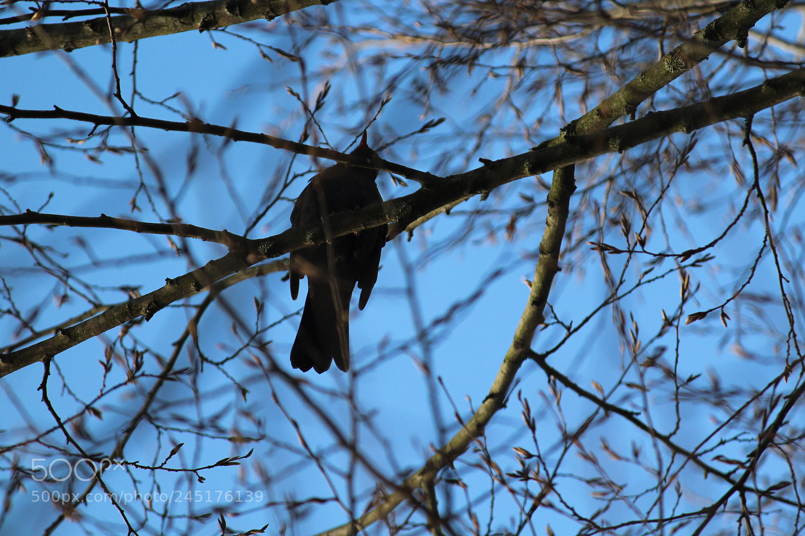 Canon EF-S 55-250mm F4-5.6 IS II sample photo. From above photography