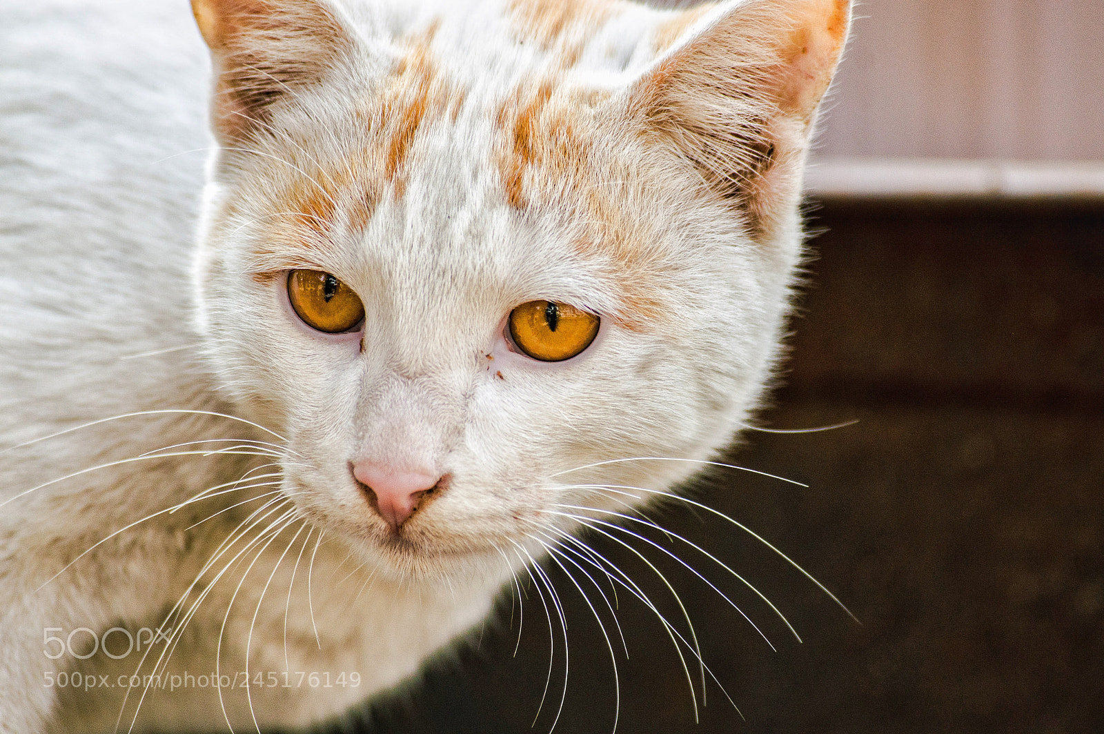 Nikon D3200 sample photo. Close-up photography