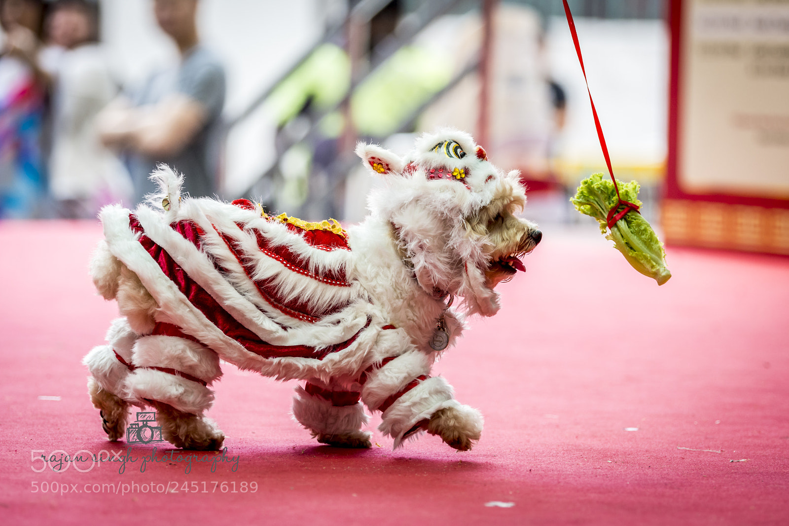 Nikon D7200 sample photo. Cabbage stick ? photography