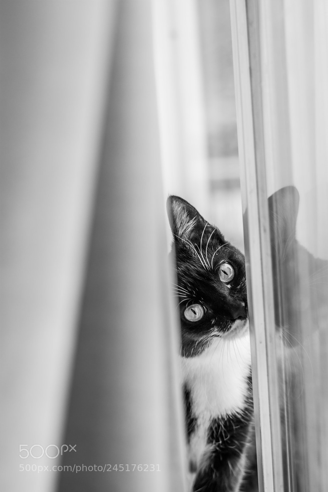 Nikon D7100 sample photo. Curious cat photography