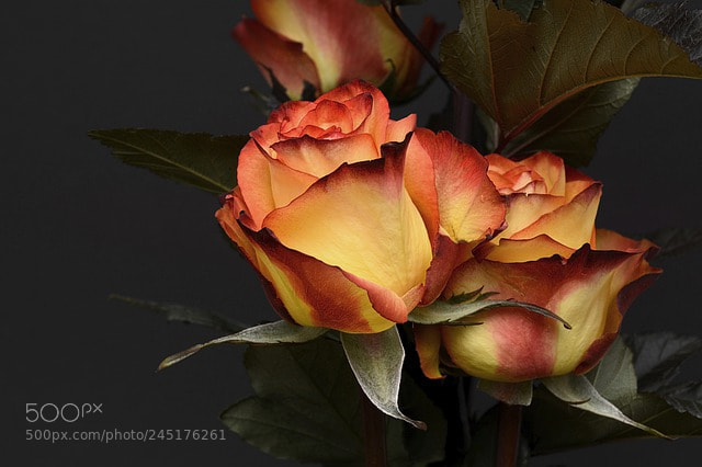 Nikon D7100 sample photo. Rose photography