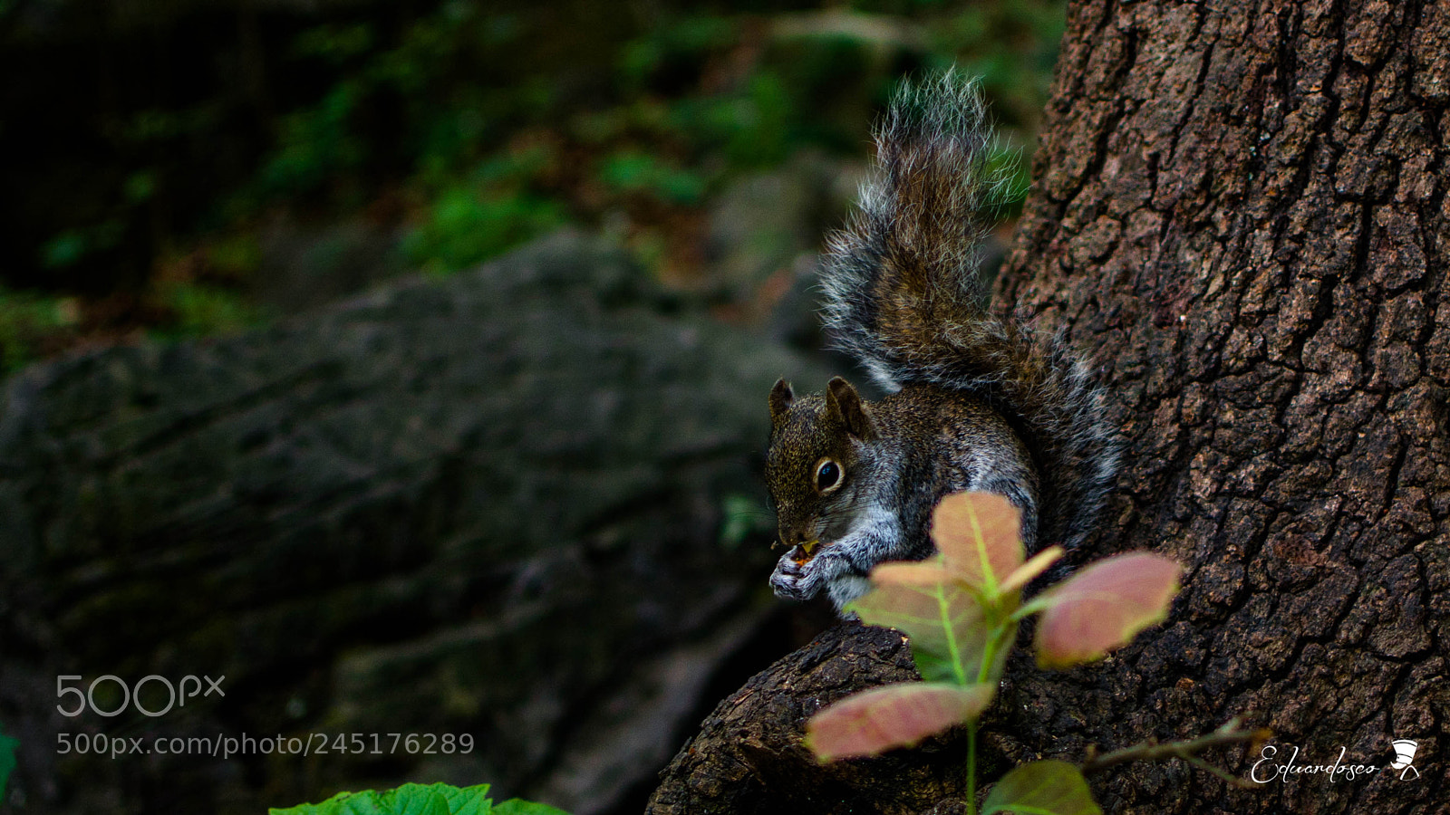 Nikon D7100 sample photo. Ardilla photography