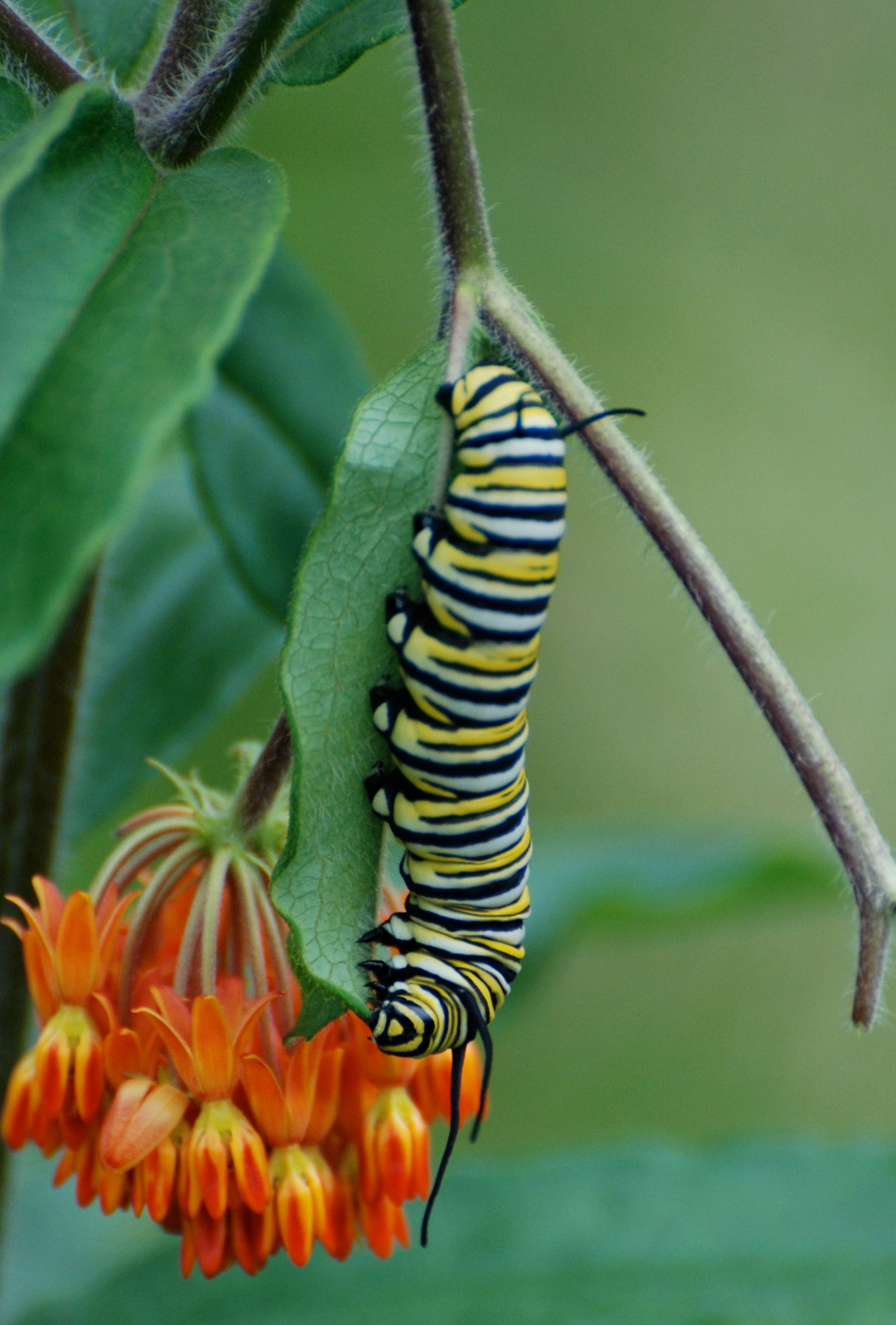 Nikon D80 sample photo. Caterpillar ate this milkweed in 5 minutes! at war ... photography