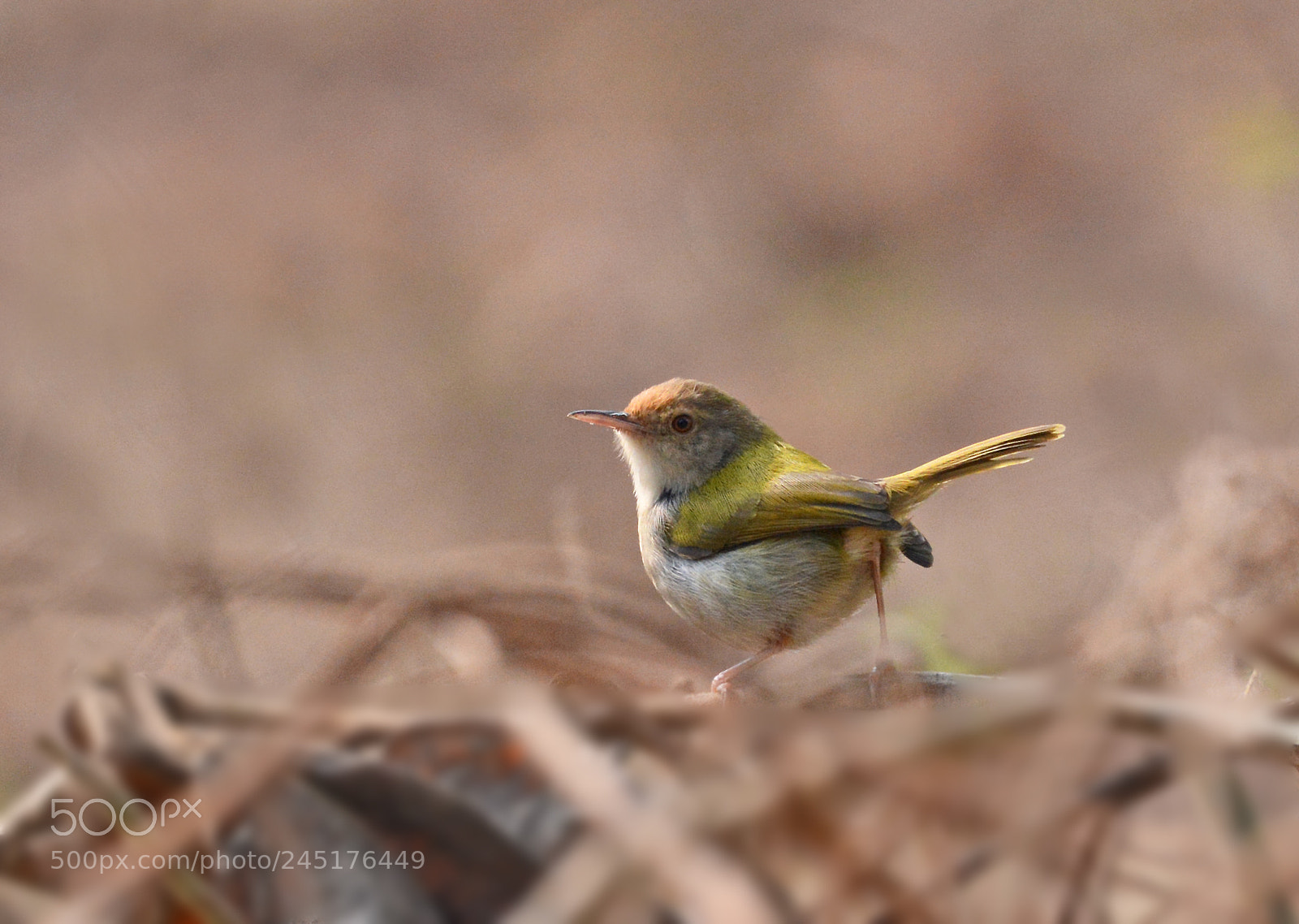 Nikon D7100 sample photo. Tailor bird photography