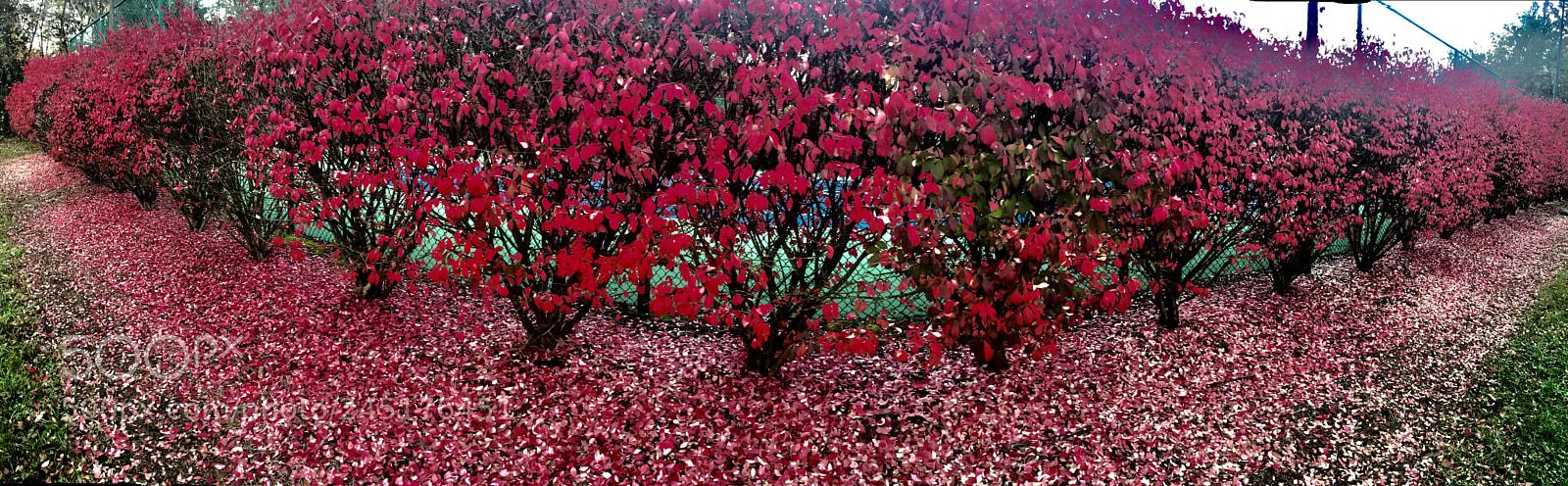 Apple iPhone 7 sample photo. Fall photography