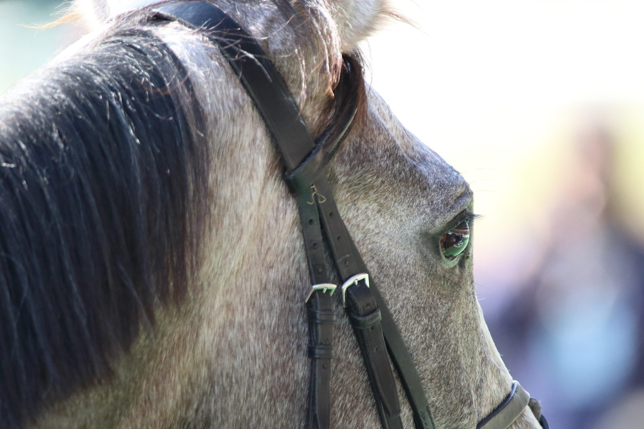 Sigma 150-600mm F5-6.3 DG OS HSM | C sample photo. Eye photography