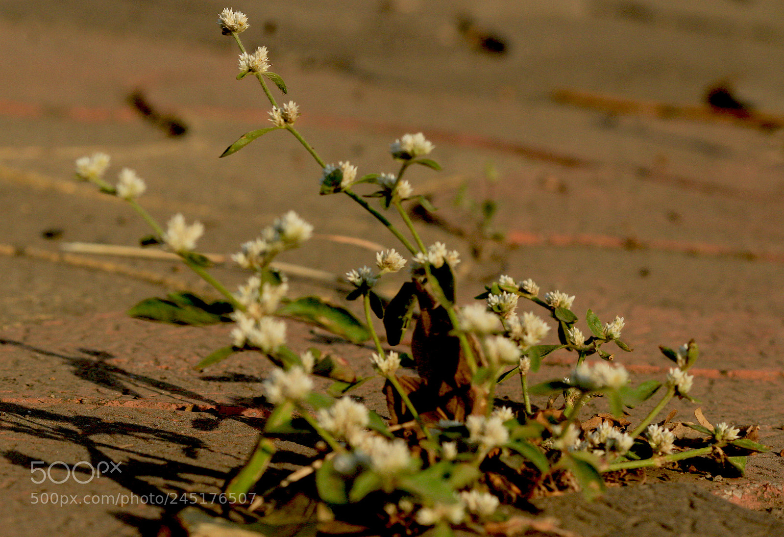 Canon EOS 1200D (EOS Rebel T5 / EOS Kiss X70 / EOS Hi) sample photo. Street photography