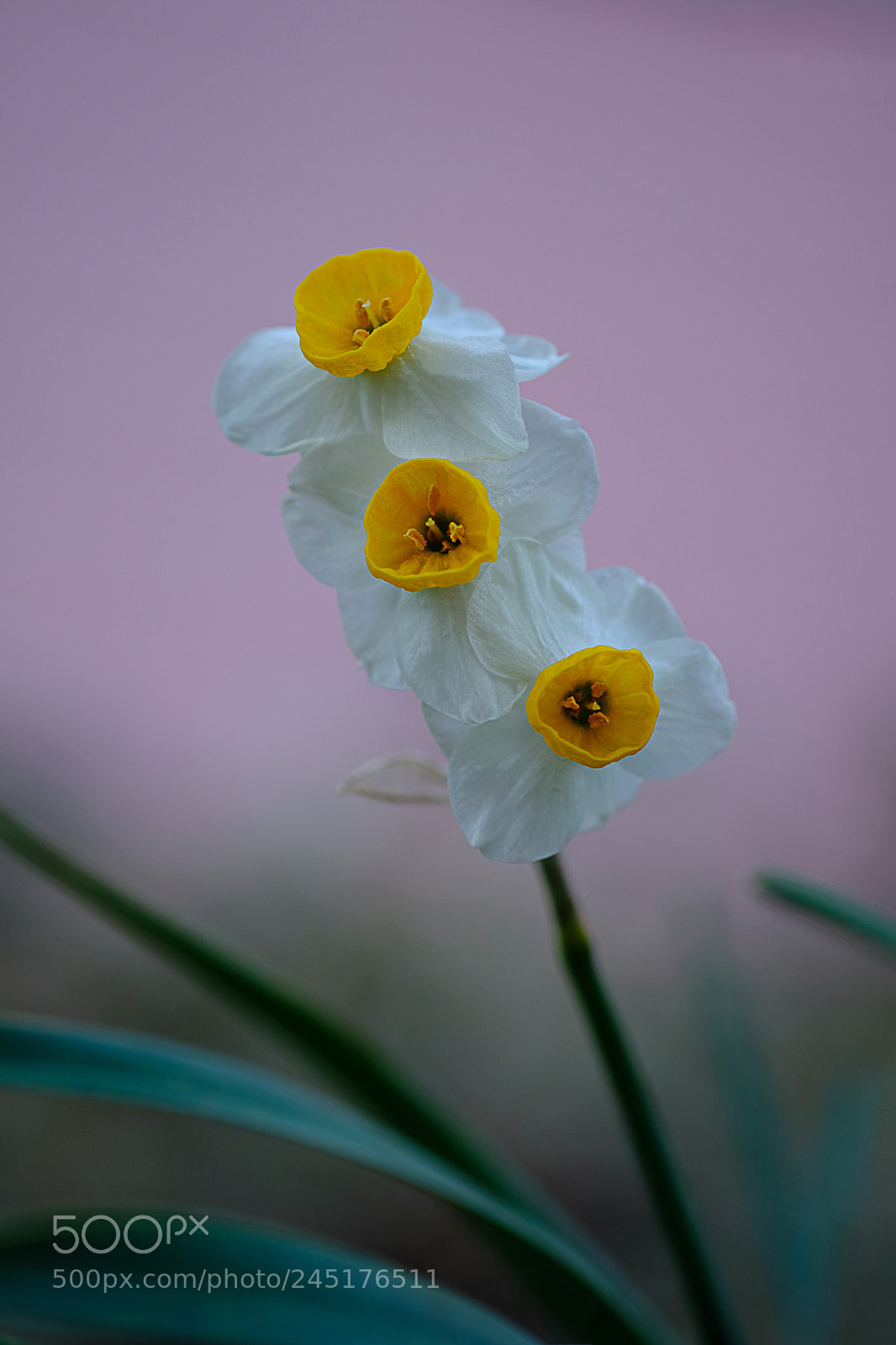 Fujifilm X-Pro2 sample photo. Trio photography