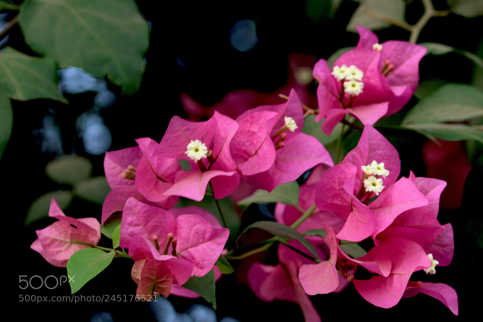 Canon EOS 1200D (EOS Rebel T5 / EOS Kiss X70 / EOS Hi) sample photo. Pink glow photography