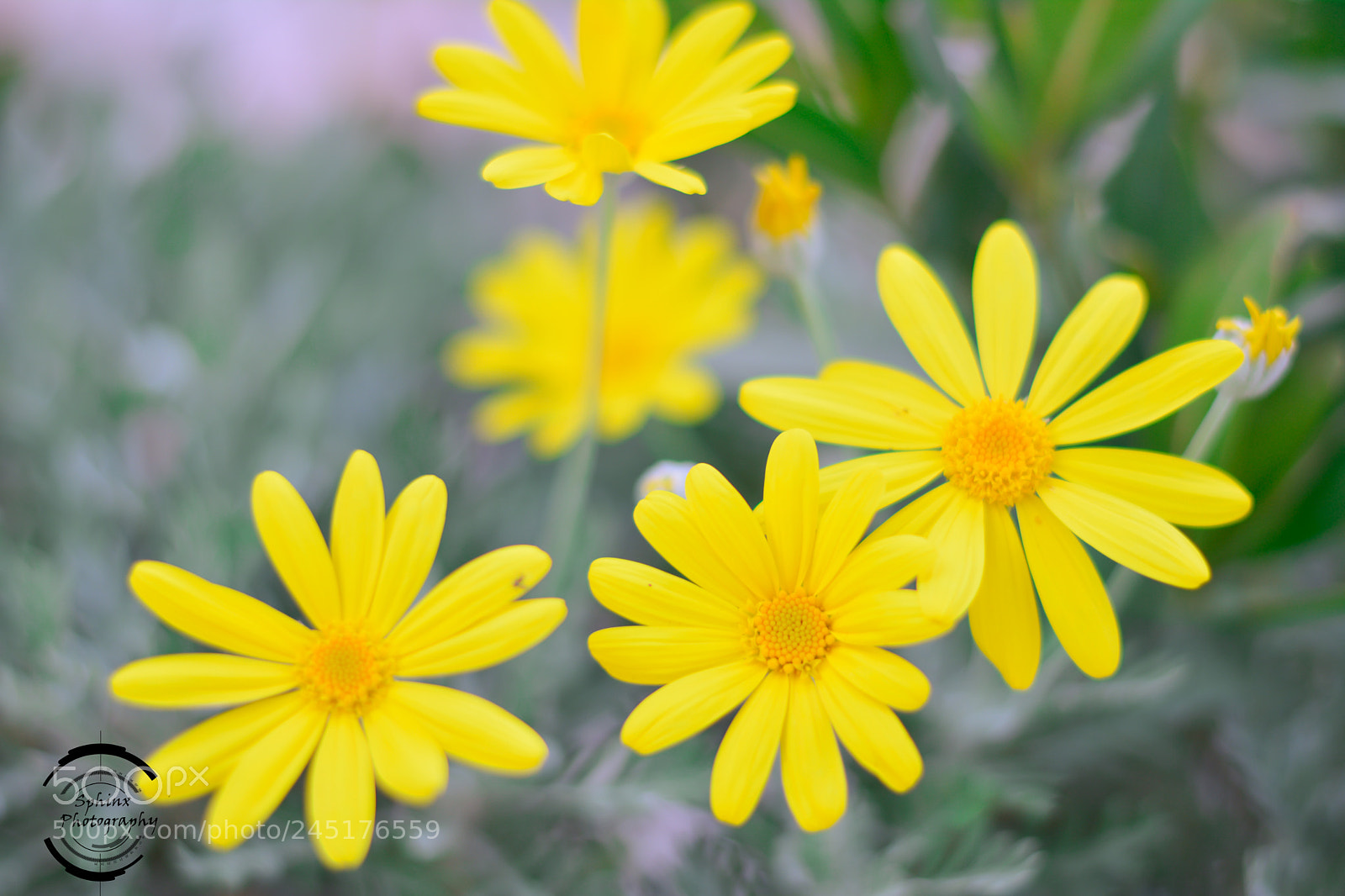 Nikon D5200 sample photo. Untitled photography