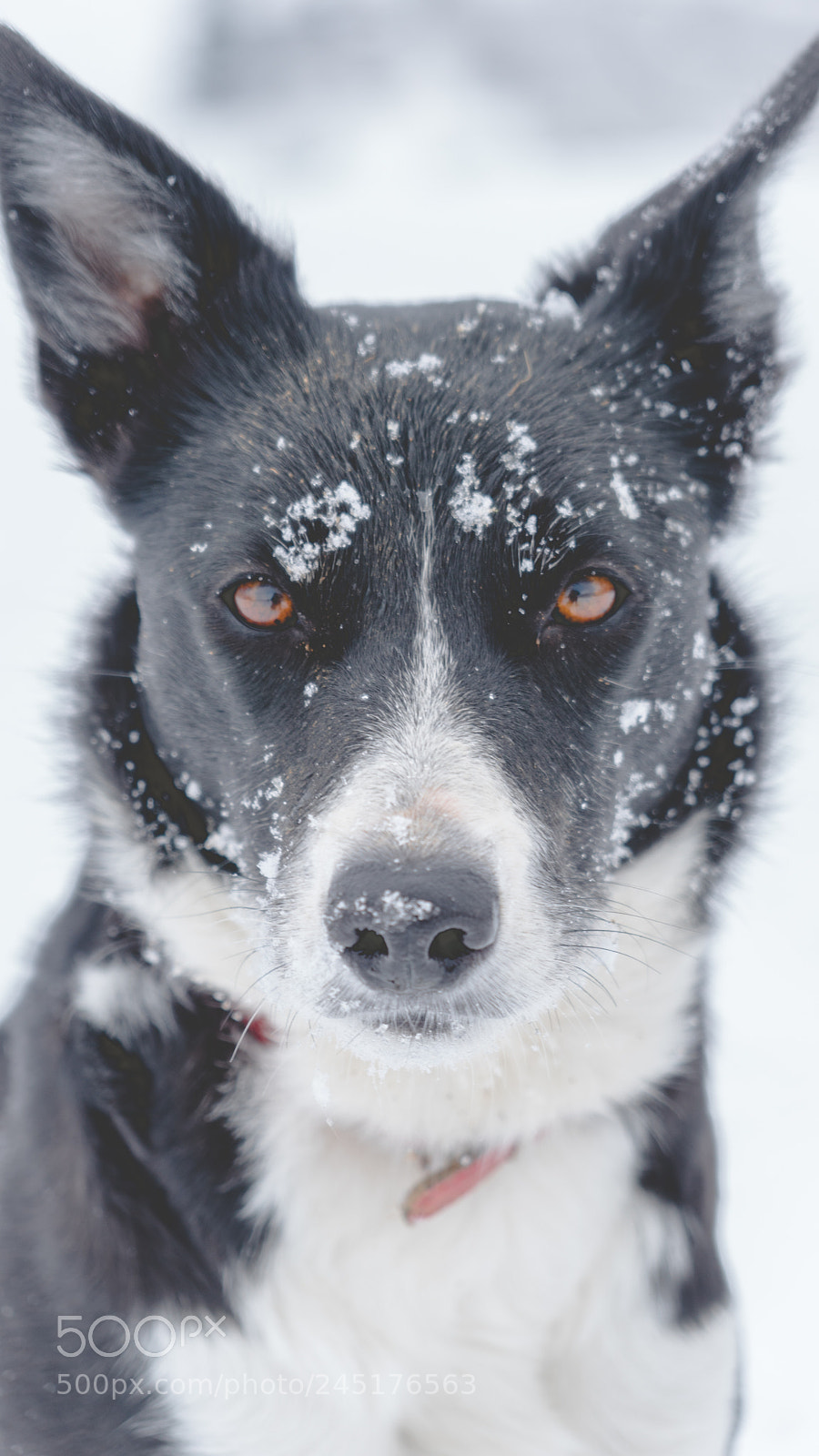 Sony a6300 sample photo. Mountain dog photography