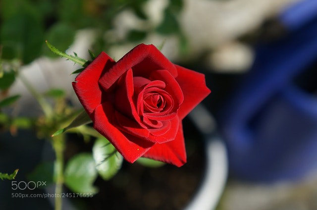 Sony Alpha NEX-5R sample photo. Flower photography