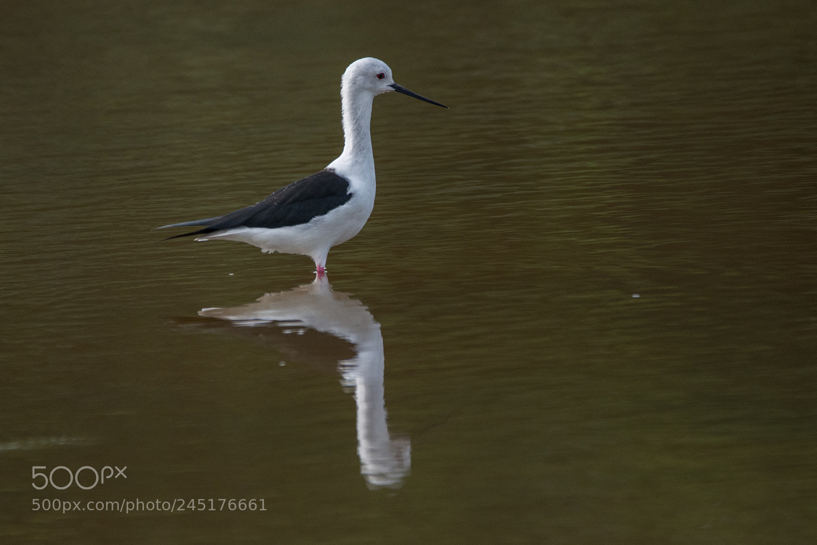 Nikon D7200 sample photo. Black winged stilt (dsc_8276) photography